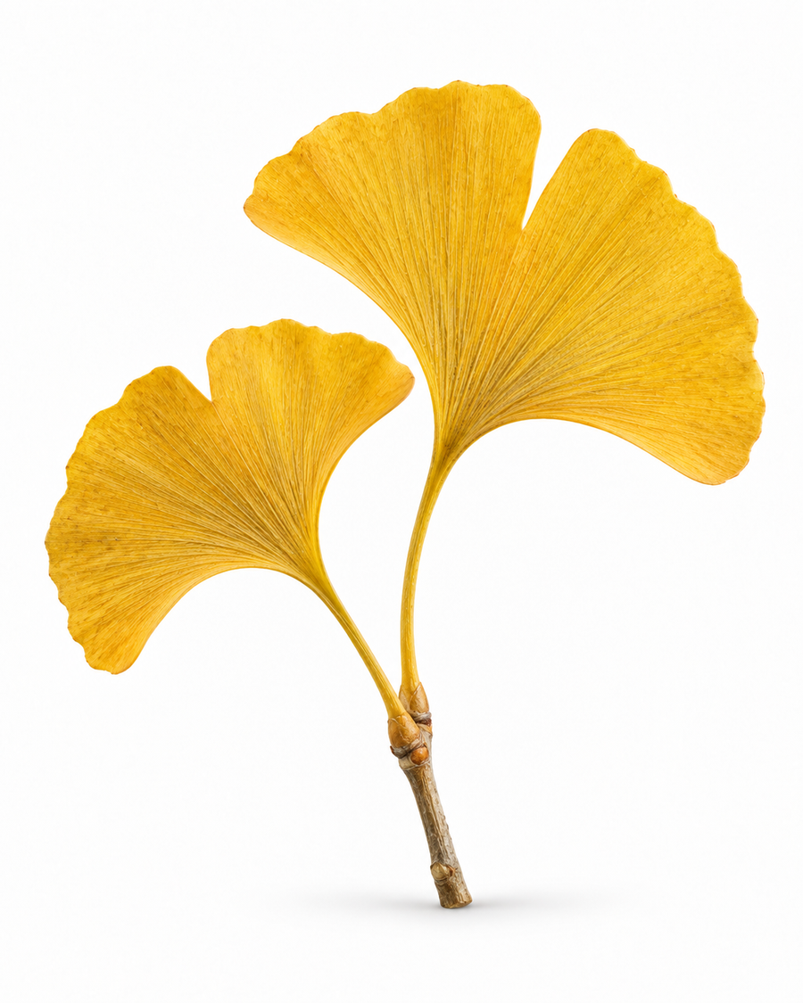 Ginkgo